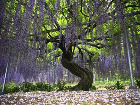 att00008.jpe